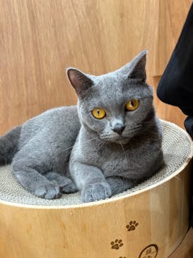 Cat Café MOFF イーアス沖縄豊崎店に投稿された画像（2025/5/26）