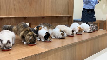 Cat Café MOFF イーアス沖縄豊崎店に投稿された画像（2025/5/26）