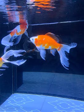 すみだ水族館に投稿された画像（2025/5/26）