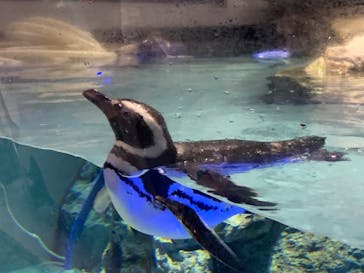 すみだ水族館に投稿された画像（2025/5/26）
