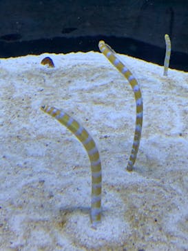 すみだ水族館に投稿された画像（2025/5/26）