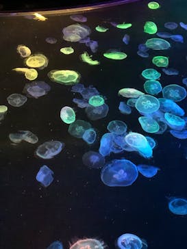 すみだ水族館に投稿された画像（2025/5/26）