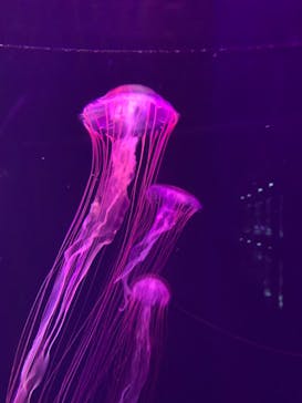 すみだ水族館に投稿された画像（2025/5/26）