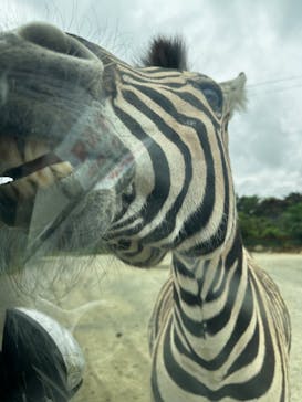 東北サファリパークに投稿された画像（2025/5/26）