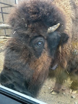 東北サファリパークに投稿された画像（2025/5/26）