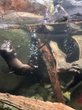 世界淡水魚園水族館　アクア・トトぎふに投稿された画像（2025/5/26）