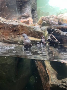 世界淡水魚園水族館　アクア・トトぎふに投稿された画像（2025/5/26）