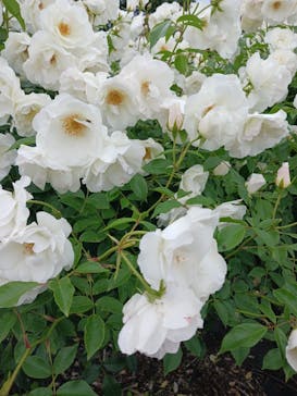 国営ひたち海浜公園プレジャーガーデンに投稿された画像（2025/5/26）