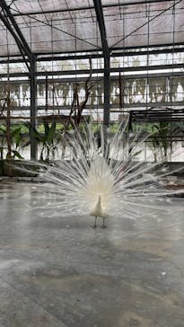 掛川花鳥園に投稿された画像（2025/5/26）