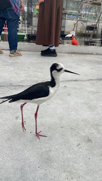 掛川花鳥園に投稿された画像（2025/5/26）