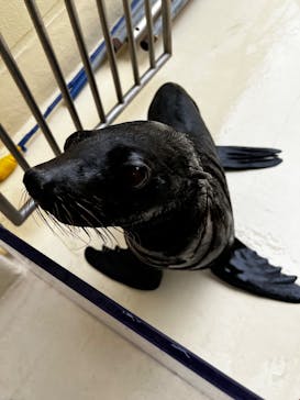 新江ノ島水族館に投稿された画像（2025/5/26）