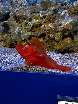 新江ノ島水族館に投稿された画像（2025/5/26）