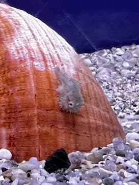 新江ノ島水族館に投稿された画像（2025/5/26）