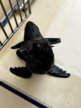 新江ノ島水族館に投稿された画像（2025/5/26）