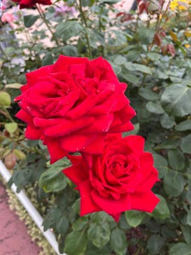 西武園ゆうえんちに投稿された画像（2025/5/26）