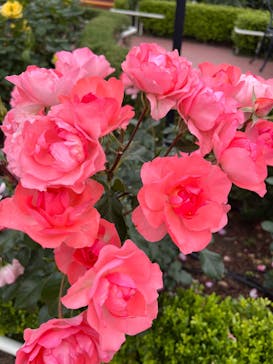 西武園ゆうえんちに投稿された画像（2025/5/26）