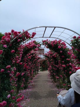 ぎふワールド・ローズガーデンに投稿された画像（2025/5/26）