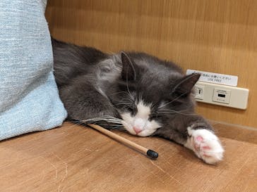 Cat Café MOFF イオンモールナゴヤドーム前店に投稿された画像（2025/5/26）