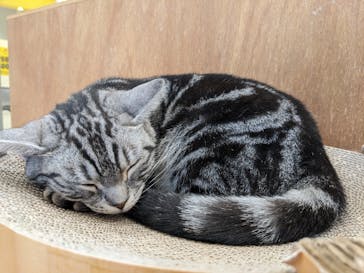 Cat Café MOFF イオンモールナゴヤドーム前店に投稿された画像（2025/5/26）