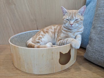 Cat Café MOFF イオンモールナゴヤドーム前店に投稿された画像（2025/5/26）