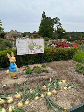 淡路ファームパーク イングランドの丘に投稿された画像（2025/5/26）