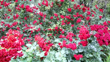 横浜イングリッシュガーデンに投稿された画像（2025/5/26）