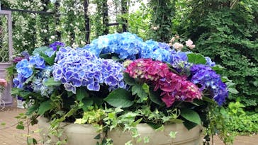 横浜イングリッシュガーデンに投稿された画像（2025/5/26）