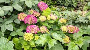 横浜イングリッシュガーデンに投稿された画像（2025/5/26）