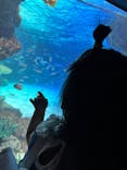 サンシャイン水族館に投稿された画像（2025/5/26）