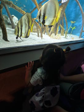 サンシャイン水族館に投稿された画像（2025/5/26）