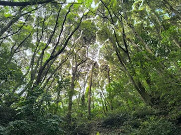 キウイフルーツカントリーJapan（キウイフルーツカントリージャパン）に投稿された画像（2025/5/26）