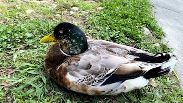 キウイフルーツカントリーJapan（キウイフルーツカントリージャパン）に投稿された画像（2025/5/26）