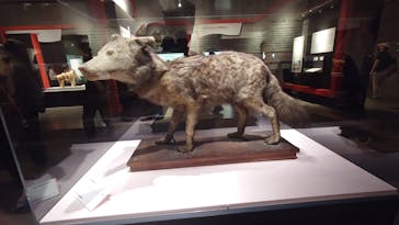 特別展「古代DNA－日本人のきた道」（国立科学博物館）に投稿された画像（2025/5/26）