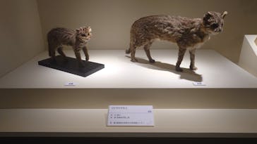 特別展「古代DNA－日本人のきた道」（国立科学博物館）に投稿された画像（2025/5/26）