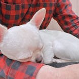 いぬカフェRio 富士見店に投稿された画像（2025/5/26）