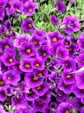 安城産業文化公園デンパークに投稿された画像（2025/5/26）