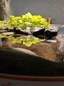 伊豆・三津シーパラダイスに投稿された画像（2025/5/26）