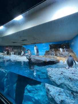 鴨川シーワールドに投稿された画像（2025/5/26）