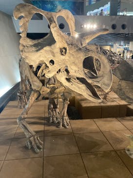 福井県立恐竜博物館に投稿された画像（2025/5/26）