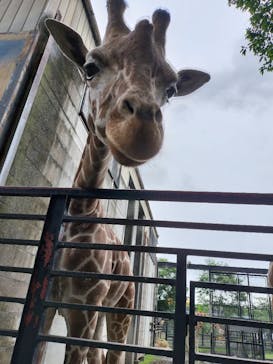 宇都宮動物園に投稿された画像（2025/5/26）