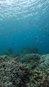  マリンショップHAPPYに投稿された画像（2025/5/26）