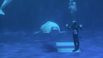 島根県立 しまね海洋館に投稿された画像（2025/5/27）