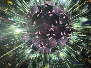 沖縄金魚ミュージアムに投稿された画像（2025/5/27）