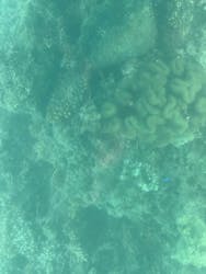 川平マリンサービスに投稿された画像（2025/5/27）