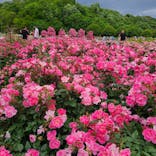 ぎふワールド・ローズガーデンに投稿された画像（2025/5/27）