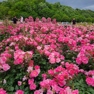 ぎふワールド・ローズガーデンに投稿された画像（2025/5/27）