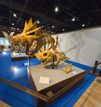 福井県立恐竜博物館に投稿された画像（2025/5/27）