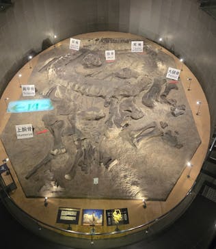 福井県立恐竜博物館に投稿された画像（2025/5/27）
