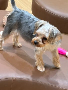 いぬカフェRio 仙台店に投稿された画像（2025/5/27）