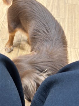 いぬカフェRio 仙台店に投稿された画像（2025/5/27）